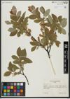 Foto von Salix hastata L.